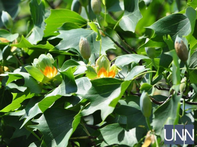 В Ужгороді квітне тюльпанове дерево – 11