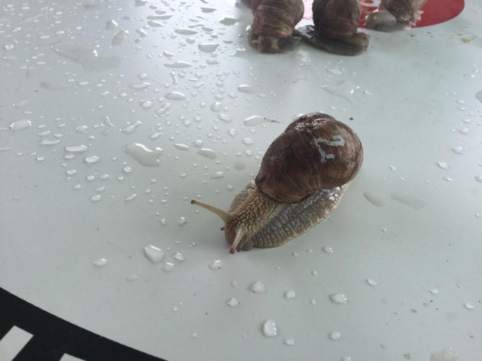 На Перечинщині відбулись незвичні перегони – 11