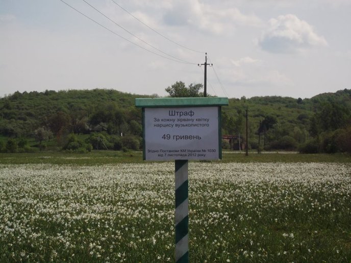 На Хустщині відкрили оновлену дорогу, яка веде до Долини нарцисів – 11