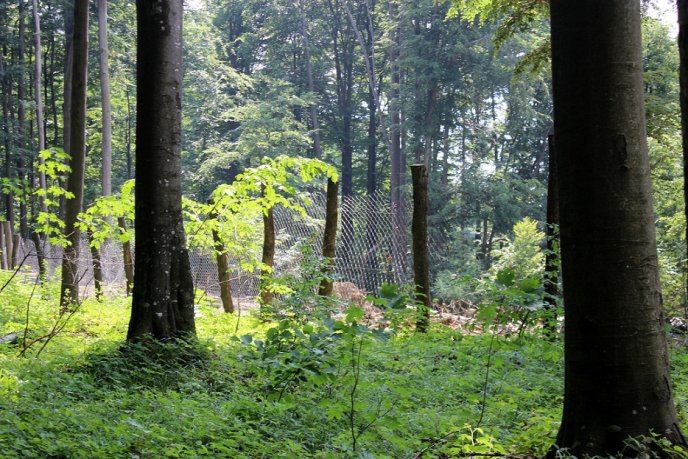 Мукачівські орієнтувальники влаштували гірський похід на Середній Верх – 20