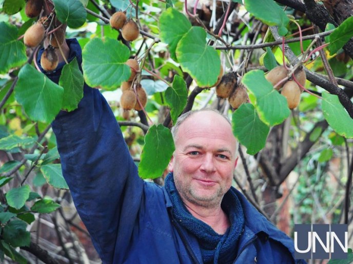 На Закарпатті почали збирати врожай унікального сорту ківі – 14