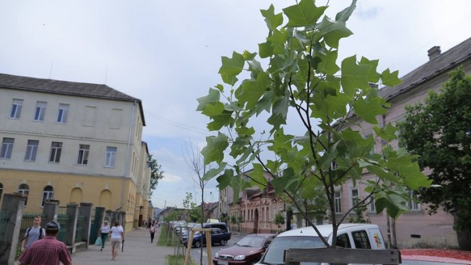 Тюльпанові дерева вже квітнуть у Мукачеві – 09