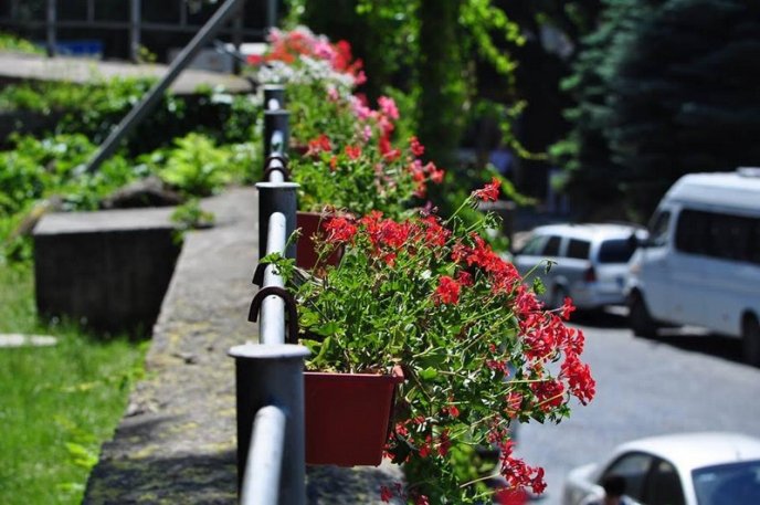 Ужгород буяє квітковим різнобарв’ям – 26