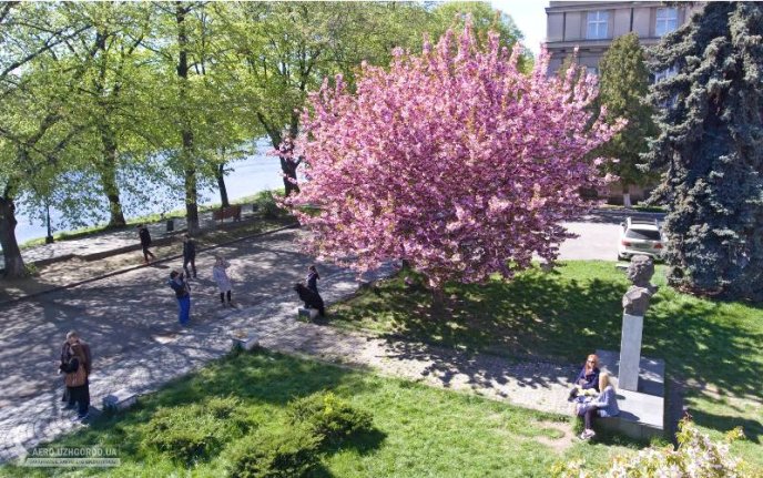 Ужгородські сакури сфотографували з висоти пташиного польоту – 03