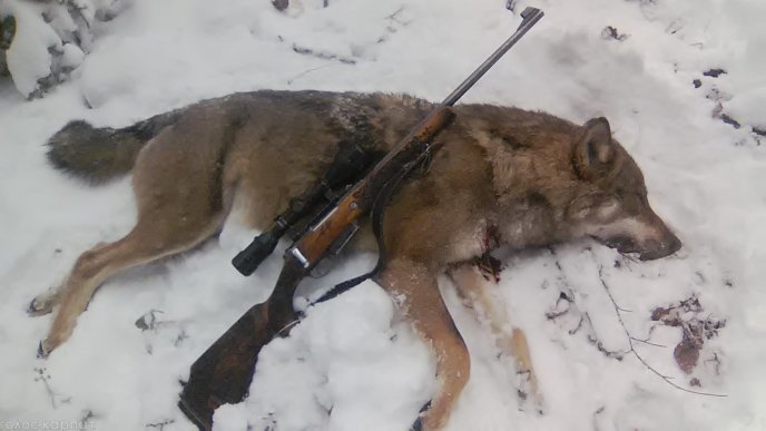 На Закарпатті застрелили здоровенного вовка – 02