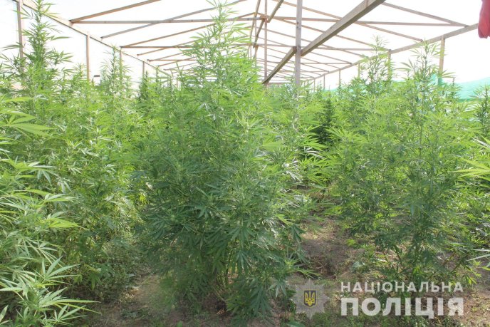 На Мукачівщині виявлено наркоплантацію марихуани на більше як 10 мільйонів гривень – 04