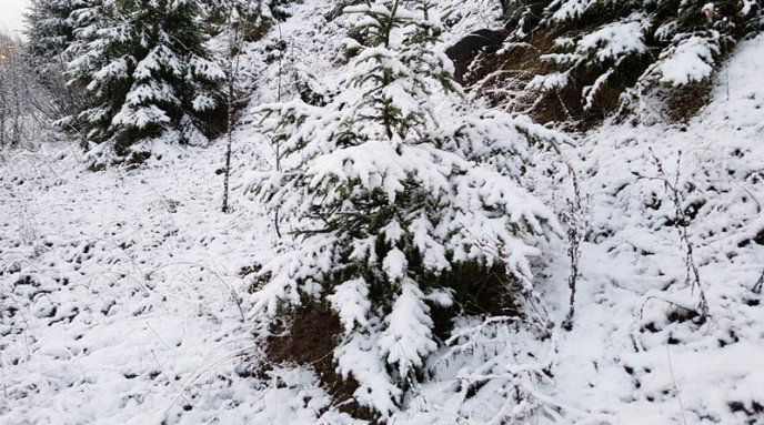 Перевал – у снігу: користувачі мережі милуються засніженими Карпатами – 01
