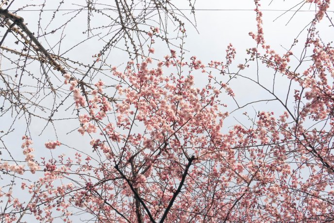 У Мукачеві розквітли перші сакури – 04