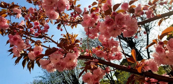 Мукачево потопає у рожевому цвіті сакур – 01