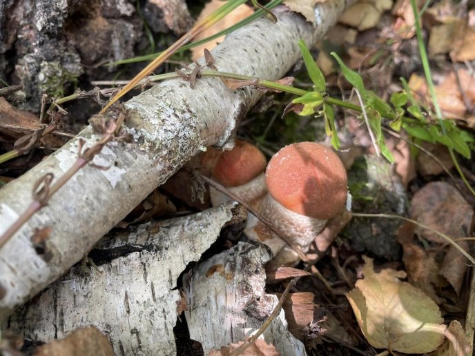 У лісах Закарпаття триває грибний сезон – 06