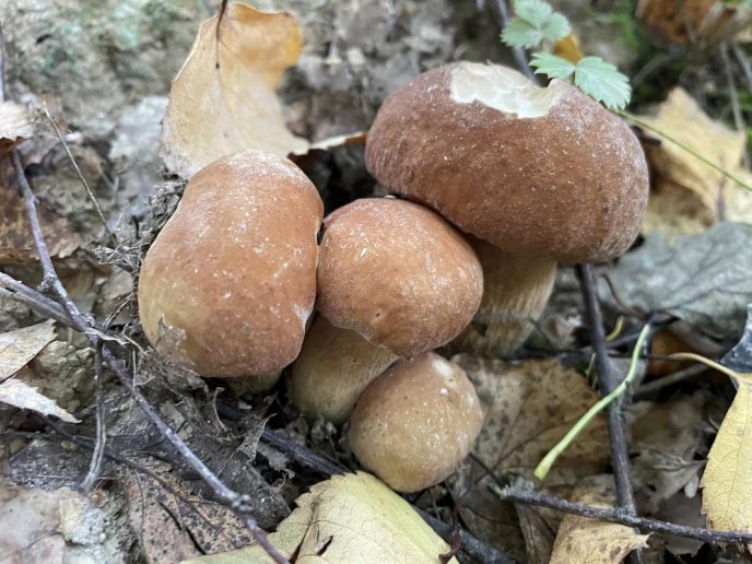 Відомо, де на Закарпатті вже збирають білі гриби – 09