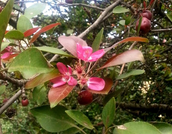 В Ужгороді сфотографували природну аномалію – 01 В Ужгороді сфотографували природну аномалію – 01