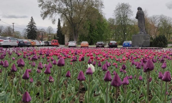 В Ужгороді масово розквітли тюльпани – 08 В Ужгороді масово розквітли тюльпани – 08