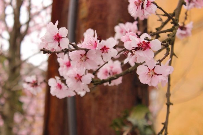 Цвітіння дерев у Мукачеві: краса у центрі міста – 02