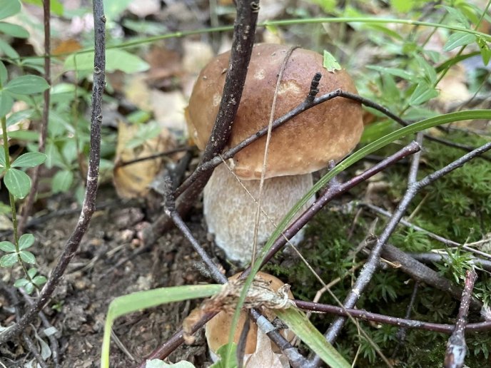 Відомо, де на Закарпатті вже збирають білі гриби – 11