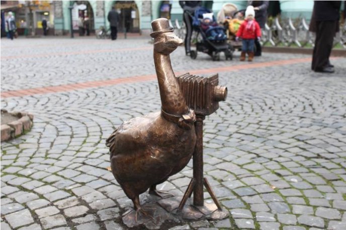 Гусак-фотограф у центрі Мукачева