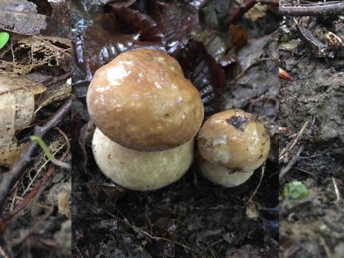 «Весняне диво»: у Карпатах розпочався сезон білих грибів – 09