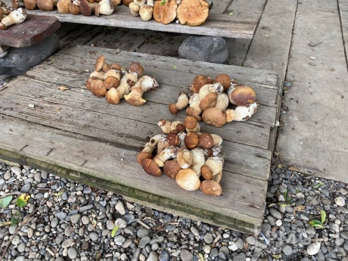 Грибний бум на Мукачівщині або як місцеві заробляють на дарах лісу – 01