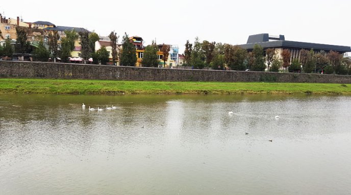 В Ужгород прилетіли семеро "пернатих" гостей – 03