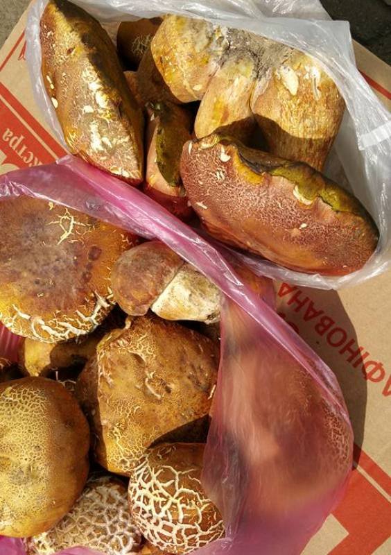 У Мукачеві на ринку вже продають білі гриби. Продавчиня назвала місце, де їх назбирала – 02