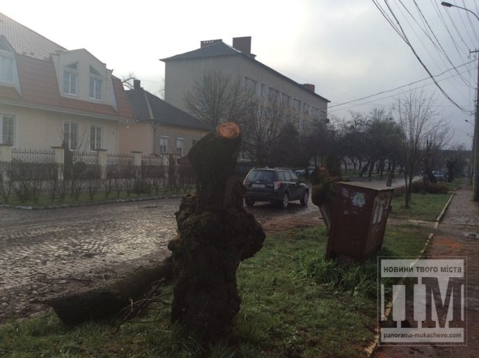 На вулиці Толстого у Мукачеві комунальники знищили дерева сакури (ФОТО) – 02