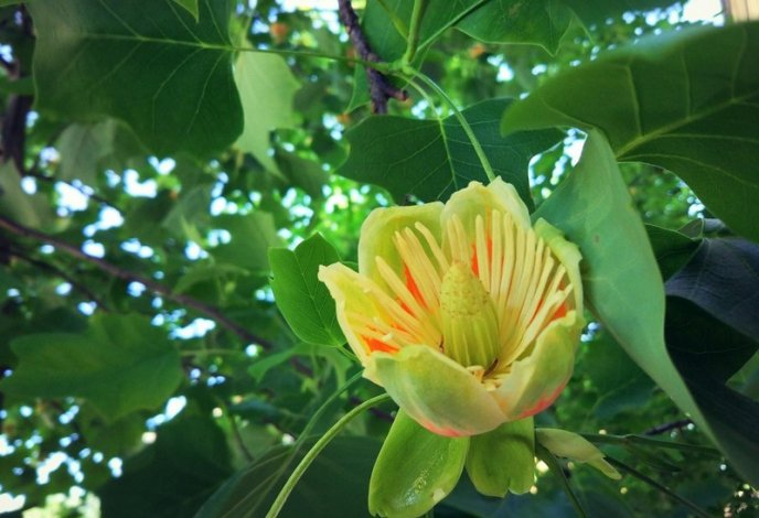 Тюльпанові дерева вже квітнуть у Мукачеві – 06