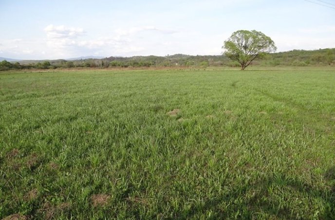 В Долині нарцисів зацвіли перші квіти – 02