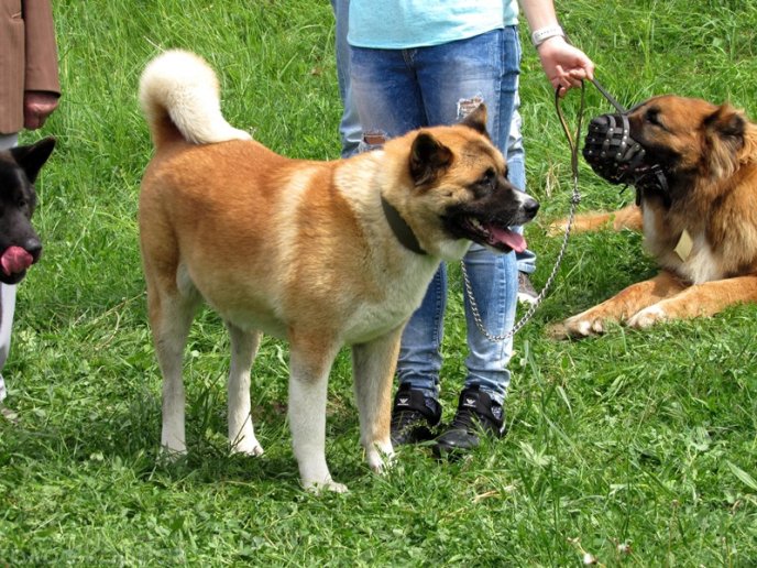 У Мукачеві відбулася масштабна виставка собак – 18
