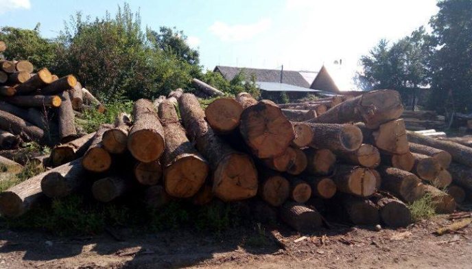 У ході обшуку на Хустщині виявлено понад 70 куб.м деревини цінних порід      – 04