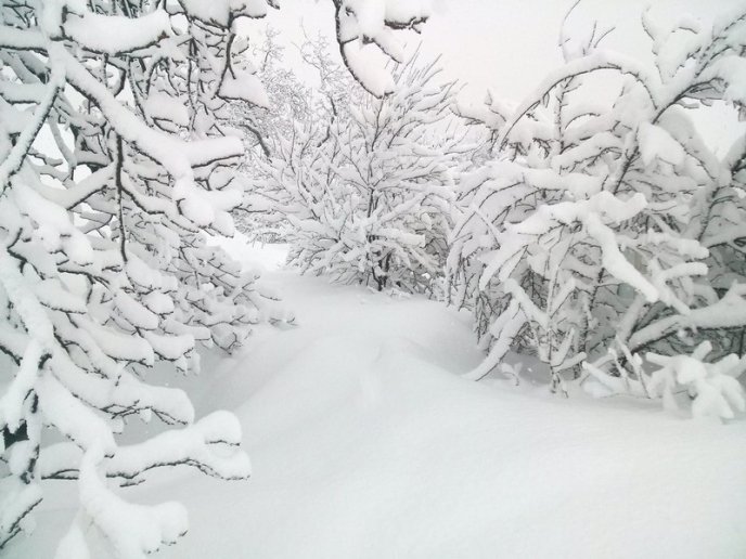 Казкова зима у селі Брестів на Мукачівщині: неймовірні фото – 06