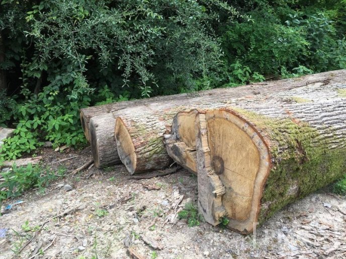 У мікрорайоні Шипка в Мукачеві вирізали дуби – 04 У мікрорайоні Шипка в Мукачеві вирізали дуби – 04