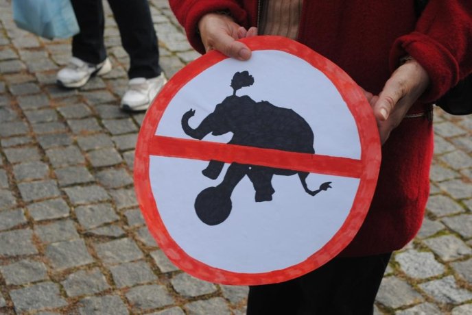 Пес на візку став одним із учасників маршу за права тварин в Ужгороді – 09