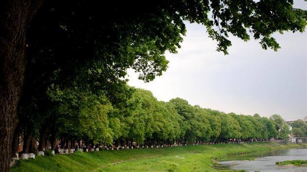 В Ужгороді розцвіла найдовша липова алея в Європі – 02