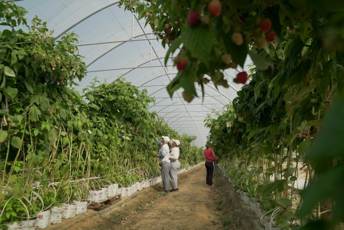 «Солодка» релокація: як на Закарпатті діє сучасна ягідна плантація – 04 «Солодка» релокація: як на Закарпатті діє сучасна ягідна плантація – 04