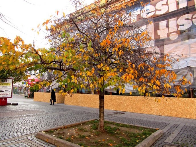 Природна аномалія: у Мукачеві в листопаді зацвіла сакура – 11