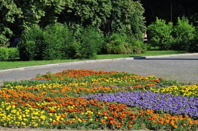 Ужгород буяє квітковим різнобарв’ям – 08