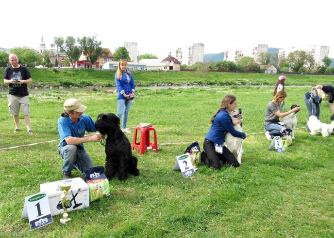 У Мукачеві відбулася масштабна виставка собак – 20
