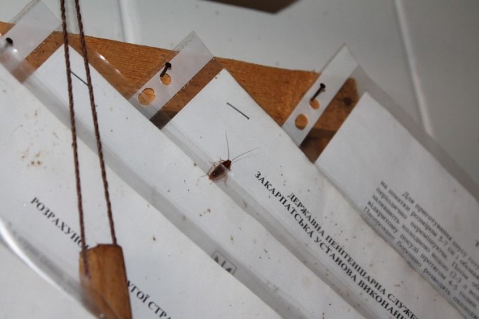 Таргани та оголені дроти: представників прокуратури шокували жахливі умови утримання в’язнів у Закарпатській УВП №9 – 06