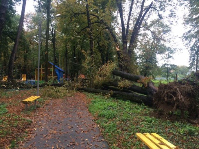 Негода повалила в Ужгороді дерево – 01