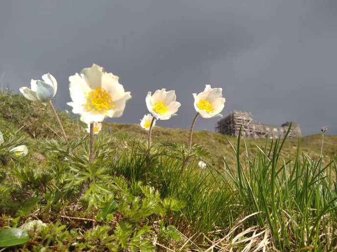 "Після дощу на Чорногорі": в мережі опублікували неймовірні кадри  – 03 "Після дощу на Чорногорі": в мережі опублікували неймовірні кадри  – 03