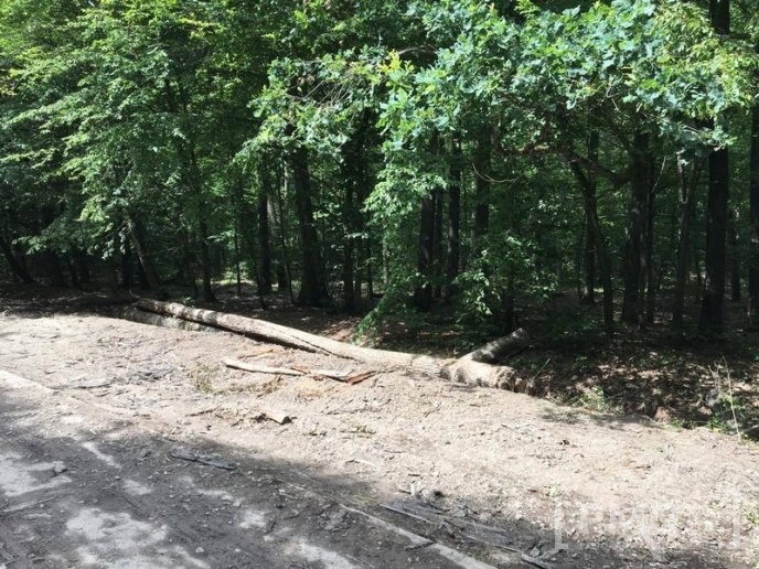 У мікрорайоні Шипка в Мукачеві вирізали дуби – 08 У мікрорайоні Шипка в Мукачеві вирізали дуби – 08