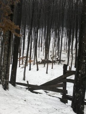У Мукачеві рятували поранену косулю – 05 У Мукачеві рятували поранену косулю – 05