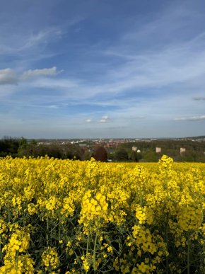 «Усі на поле»: що масово квітне в Україні після сакур – 06