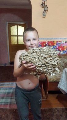 На Закарпатті люди назбирали унікальних грибів-квочок – 02