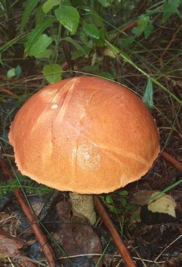 Грибний сезон на Закарпатті: в яких районах вже збирають гриби – 11 Грибний сезон на Закарпатті: в яких районах вже збирають гриби – 11