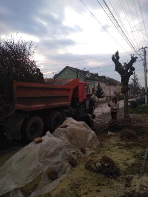 У центральній частині Мукачева обрізають дерева – 02