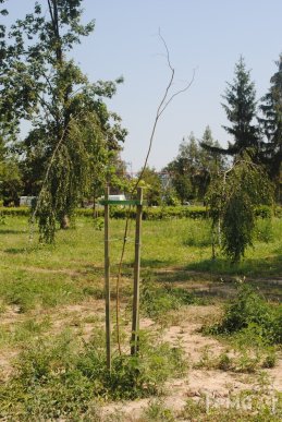 Парк Перемоги у Мукачеві: робота по облаштуванню триває – 09 Парк Перемоги у Мукачеві: робота по облаштуванню триває – 09