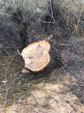 Піймали на гарячому: у Ракошині розгорівся конфлікт через дії ромів – 07