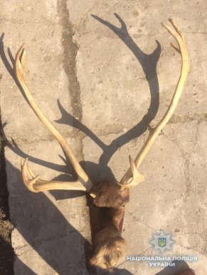 Дивна крадіжка на Свалявщині: з будинку поцупили оленячі роги – 01