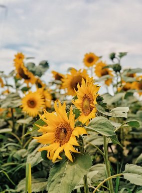 У Мукачеві з’явилася яскрава локація для фото – 01